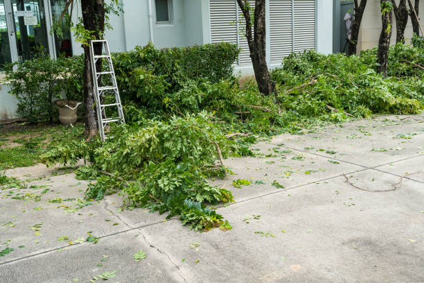 Tree Branch Trimming in Roslyn, PA